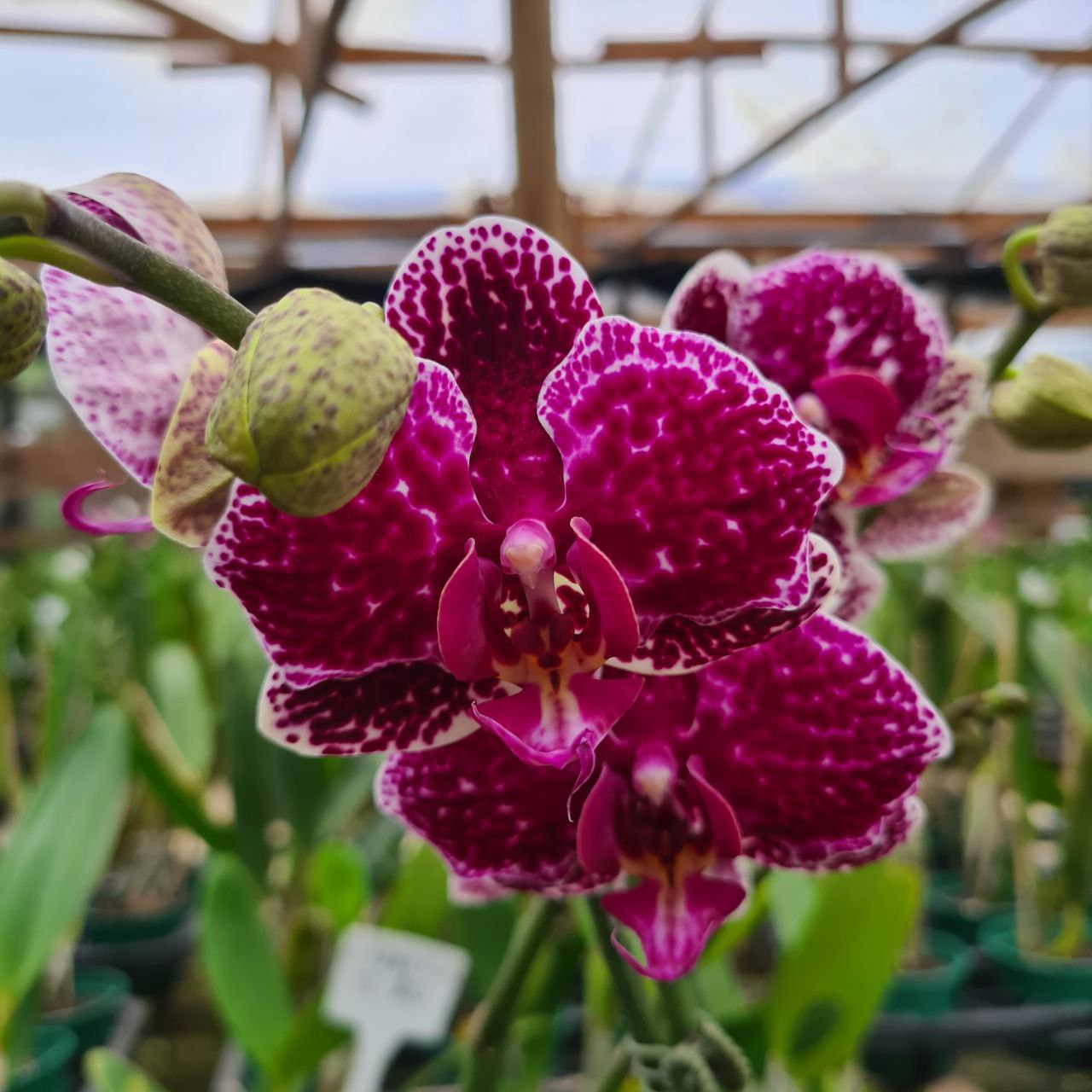 Phalaenopsis Dalmata Muda Campo Das Orqu Deas