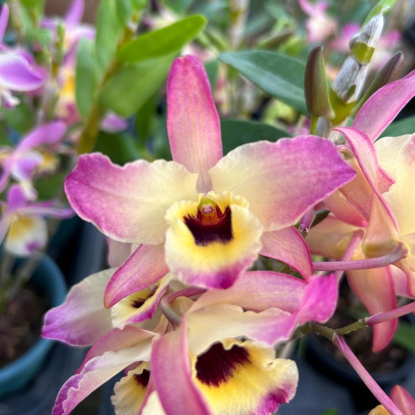 Dendrobium Amarelo Rosado muda muda no vaso - Campo das Orquídeas