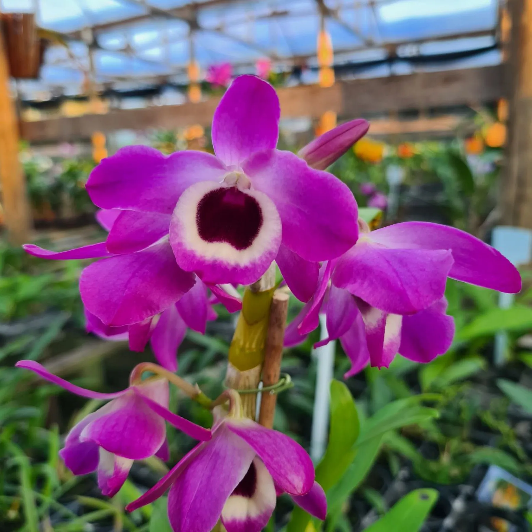 DENDROBIUM-LILAS.webp