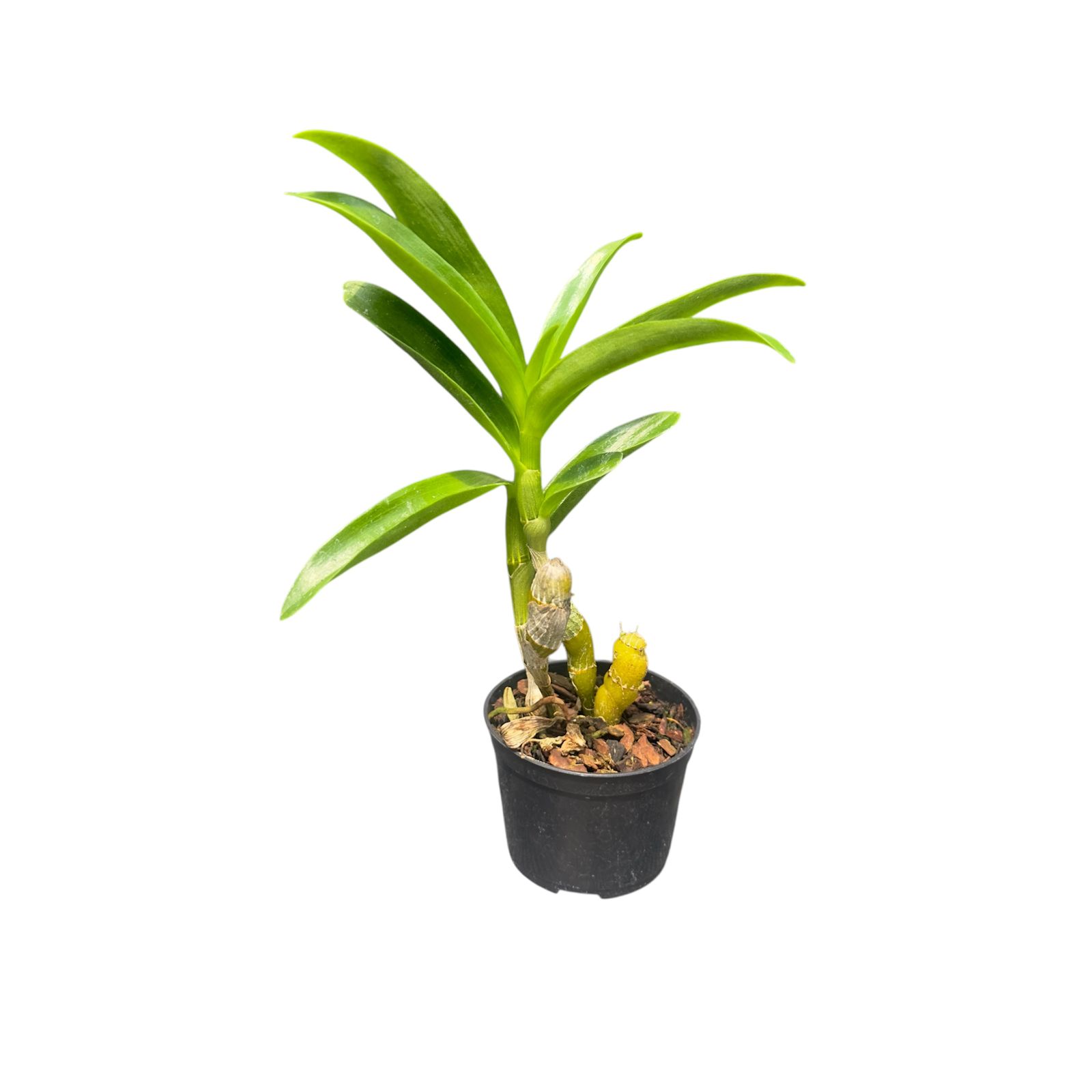 Dendrobium Mini Lilás olho preto muda no vaso - Campo das Orquídeas