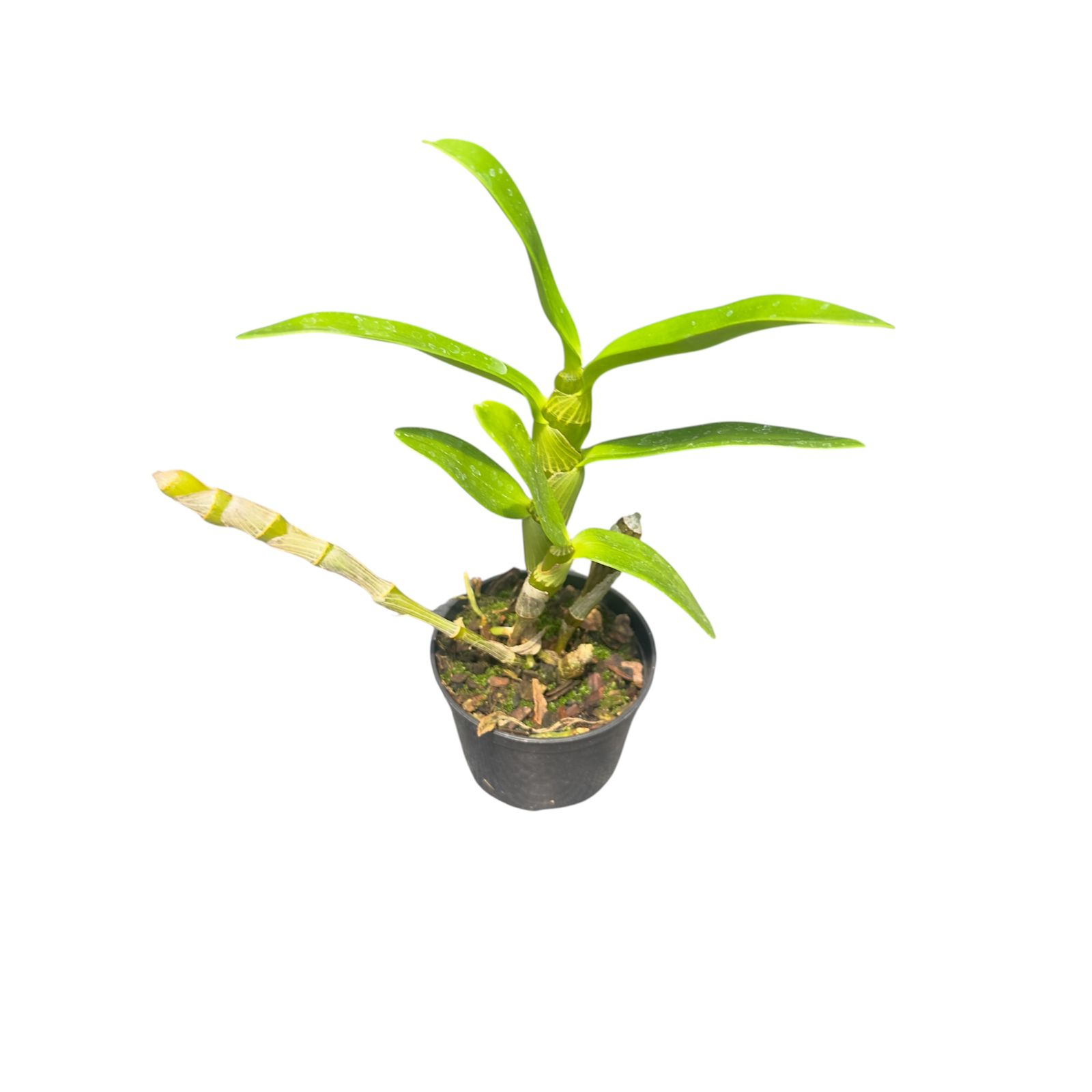 Dendrobium Mini Lilás olho preto muda no vaso - Campo das Orquídeas