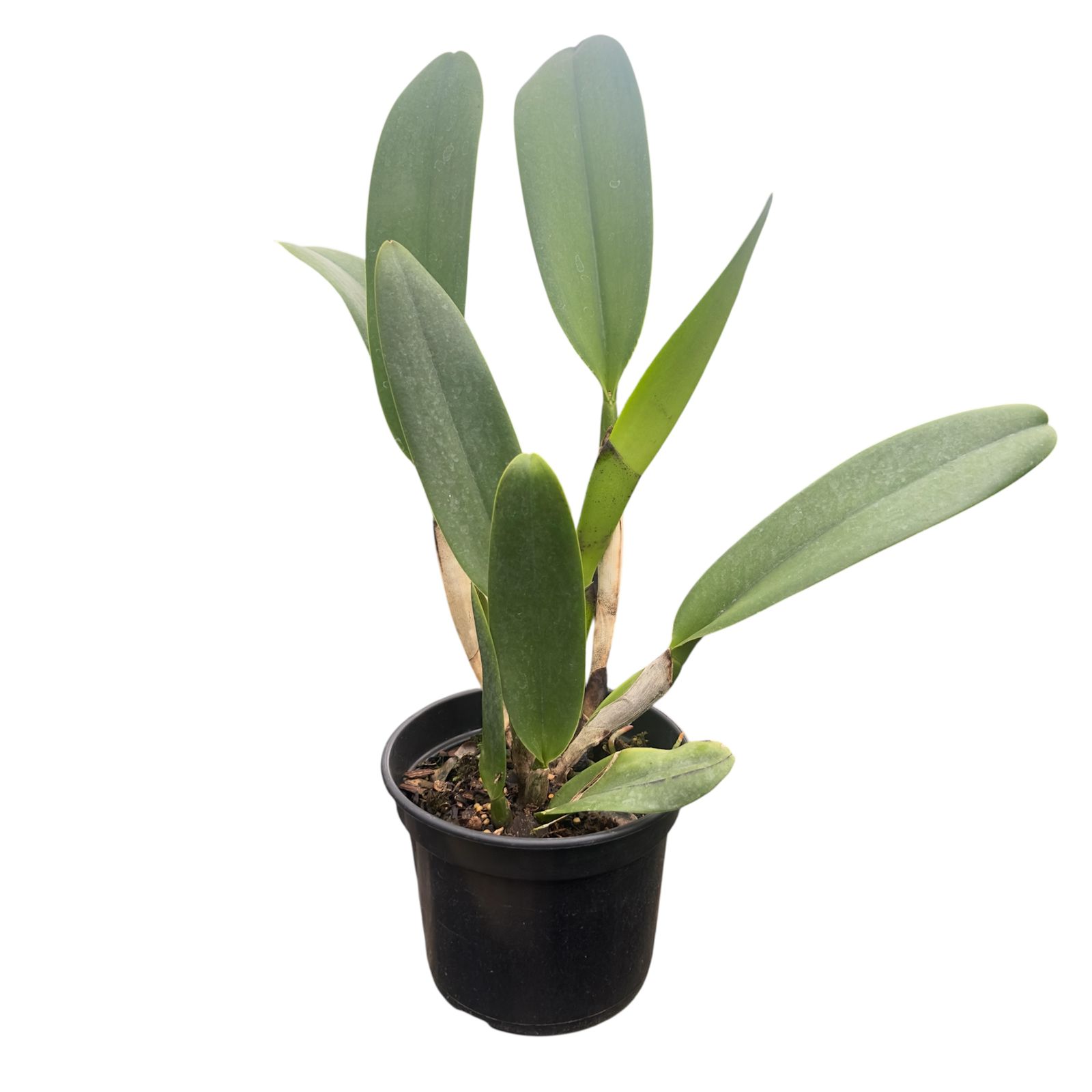 Cattleya Laranja Adulta Premium - julho 2026