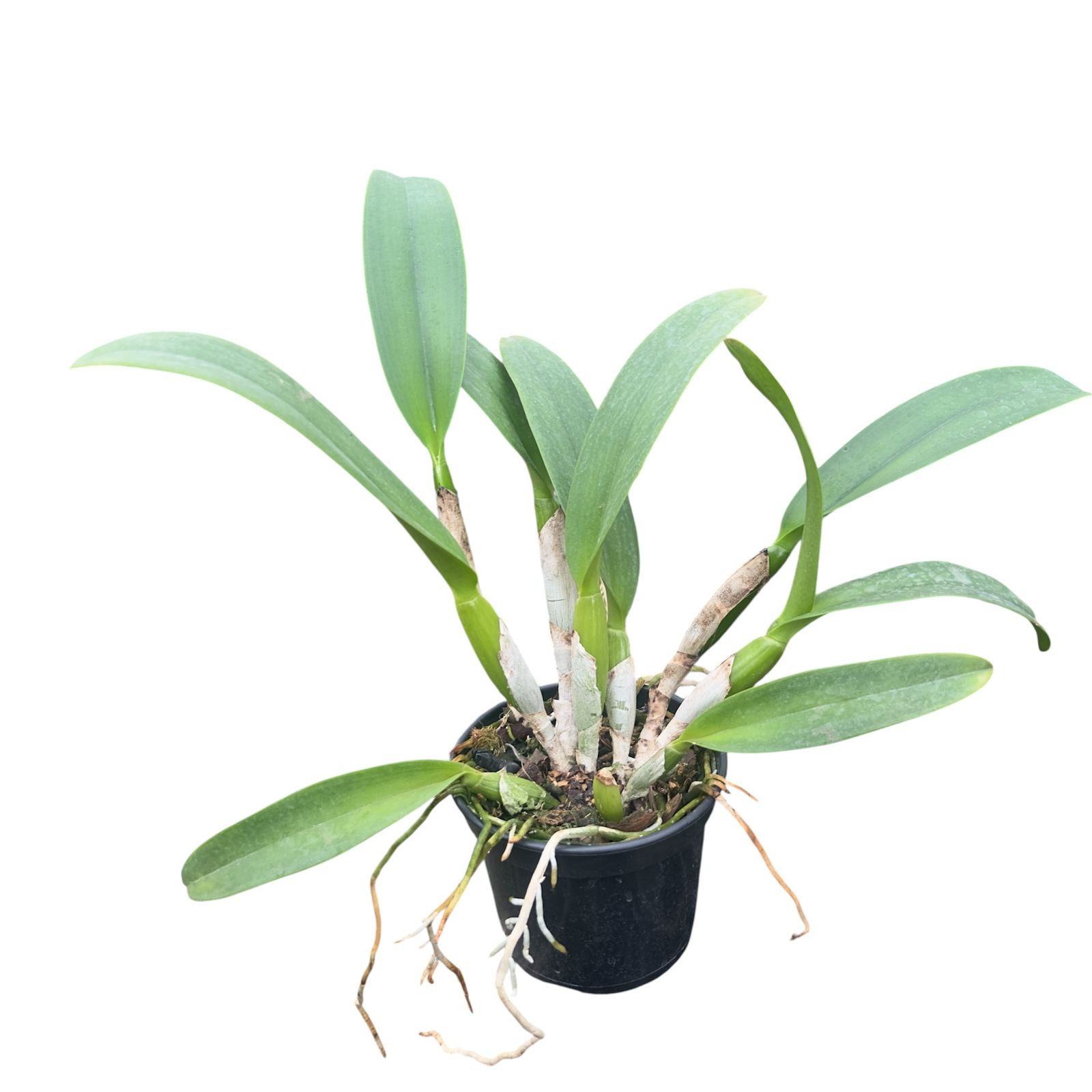 Cattleya Chia Lin x Edisto “New Berry” Adulta Premium Selecionada