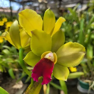 Cattleya Verde labelo vermelho Híbrida Muda no Vaso 2026