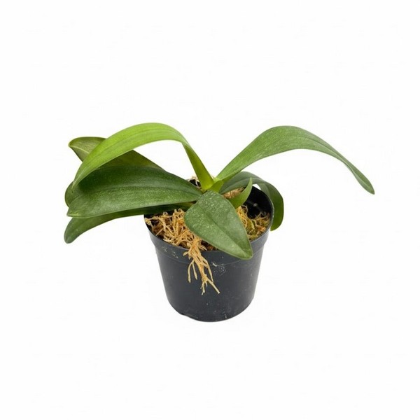 Phalaenopsis Salmon Híbrida Pré adulta no Vaso 2026