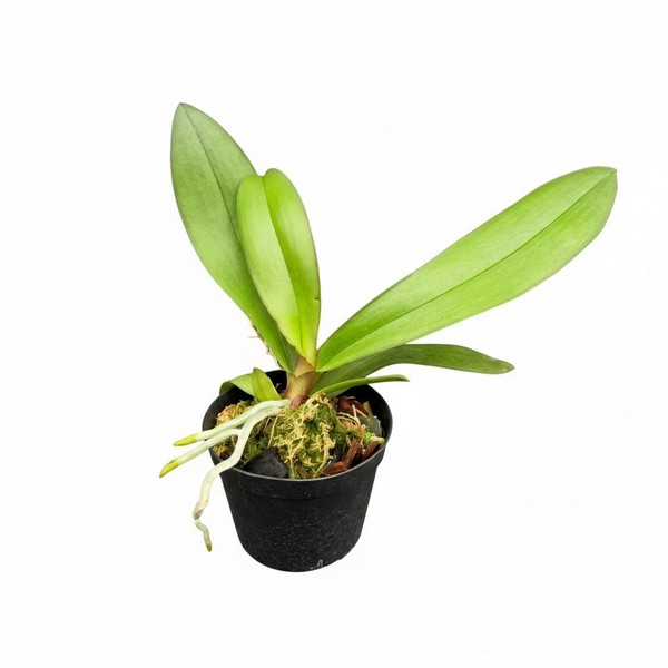 Phalaenopsis Salmon Híbrida Pré adulta no Vaso 2026