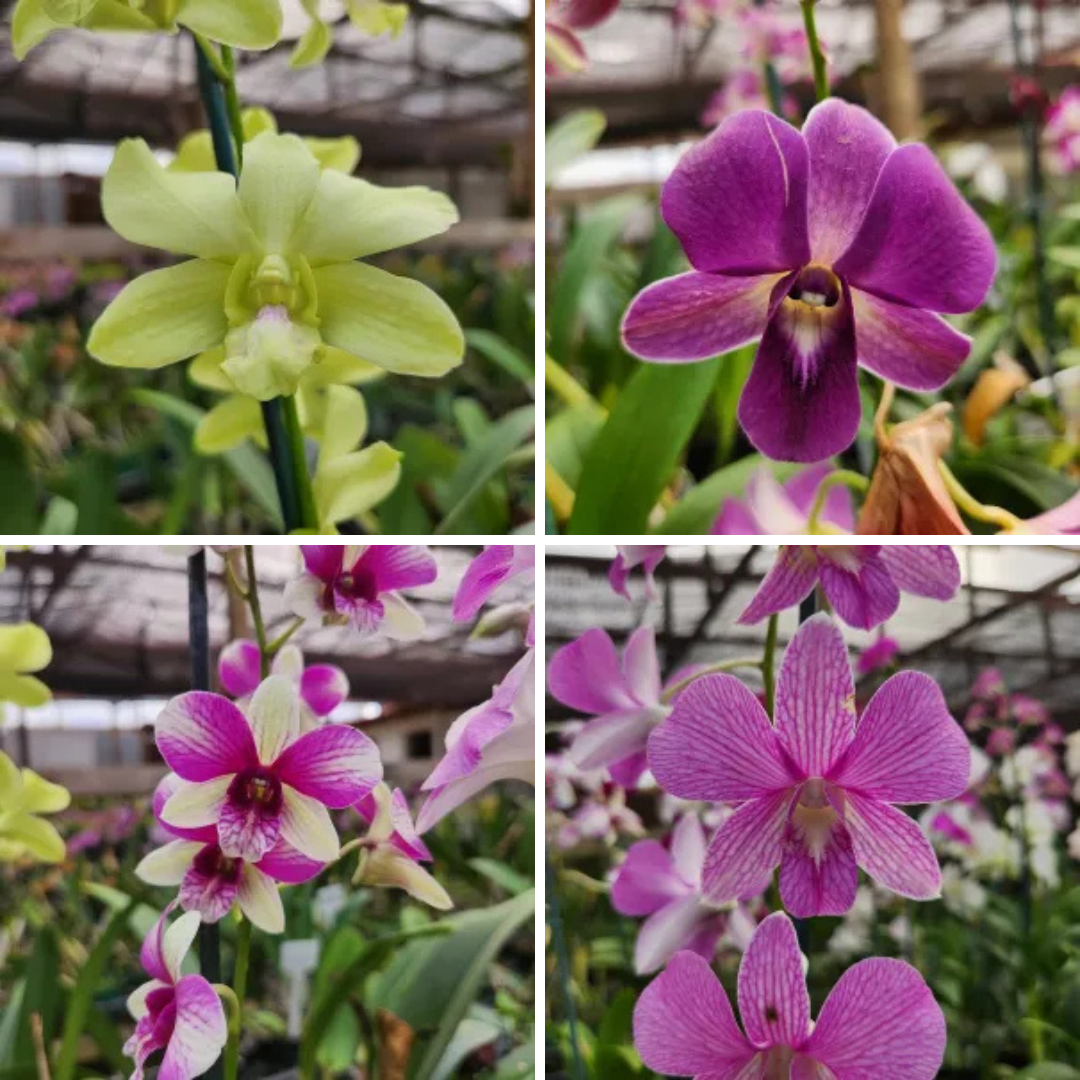 Kit 4 Denphals Jovens Lindas e coloridas - Campo das Orquídeas