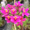 2cb69b_340be029db2f499a99d1a7ab2cae4997~mv2 Epidendrum Rosa Muda PT 07