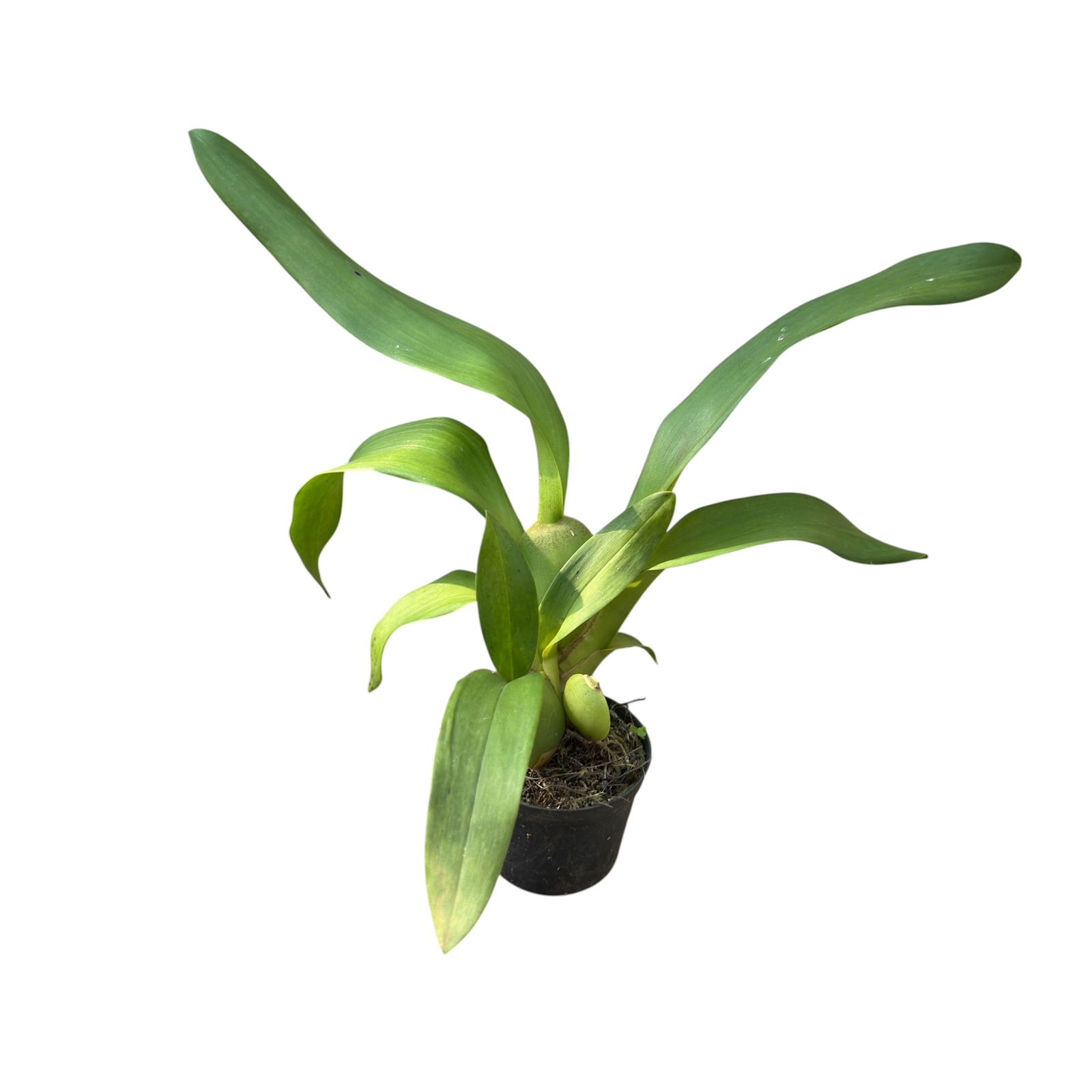Colmanara Exótica Dark Muda - Campo das Orquídeas