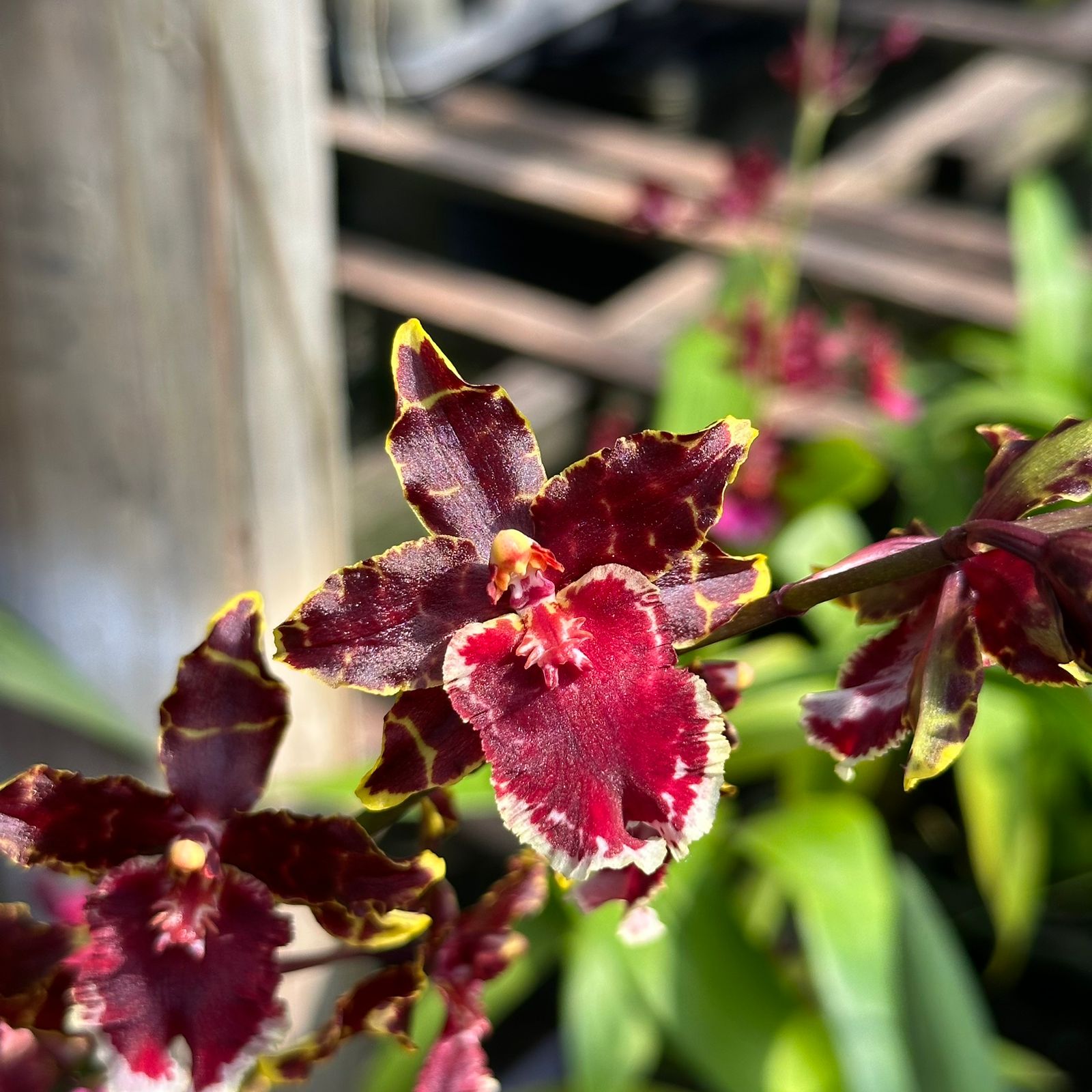 Colmanara Exótica Dark Muda - Campo das Orquídeas