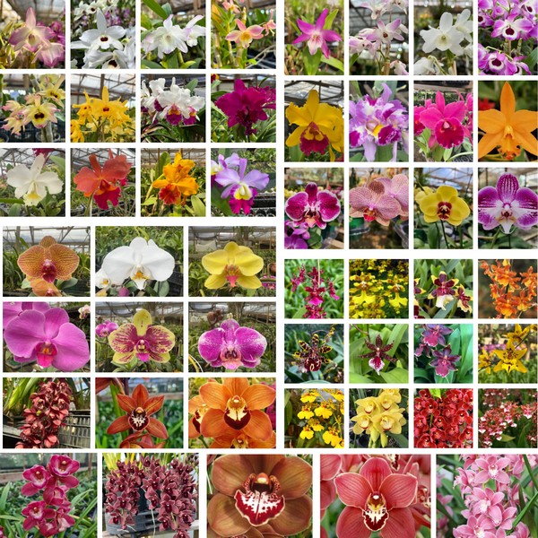 Kit com 50 Mudas - 10 Mudas de Dendrobium + 10 Mudas de Cattleya +